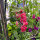 Purplish Pink Field Larkspur Carmine King (Consolida ajacis) seeds