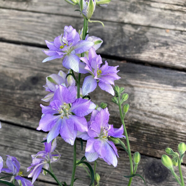 Blue Field Larkspur ‘Blue Bell’ (Consolida ajacis) seeds