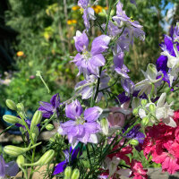 Blue Field Larkspur ‘Blue Bell’ (Consolida ajacis) seeds