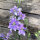 Blue Field Larkspur ‘Blue Bell’ (Consolida ajacis) seeds