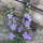 Blue Field Larkspur ‘Blue Bell’ (Consolida ajacis) seeds