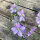Blue Field Larkspur ‘Blue Bell’ (Consolida ajacis) seeds