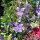 Blue Field Larkspur ‘Blue Bell’ (Consolida ajacis) seeds