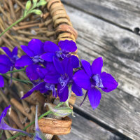 Dark Blue Field Larkspur Blue Spire  (Consolida ajacis)...