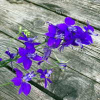 Dark Blue Field Larkspur Blue Spire  (Consolida ajacis)...
