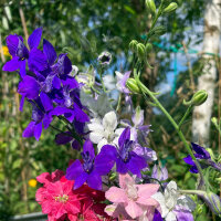 Dark Blue Field Larkspur Blue Spire  (Consolida ajacis) seeds