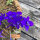 Dark Blue Field Larkspur Blue Spire  (Consolida ajacis) seeds