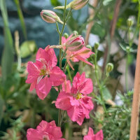Salmon-pink Larkspur Salmon Beauty (Consolida ajacis) seeds