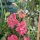 Salmon-pink Larkspur Salmon Beauty (Consolida ajacis) seeds
