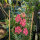 Salmon-pink Larkspur Salmon Beauty (Consolida ajacis) seeds