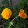 California Poppy Ballerina Mix (Eschscholzia californica) seeds