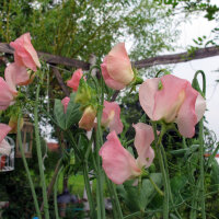 Pale Pink Sweet Pea ‘Mollie Rilstone’...