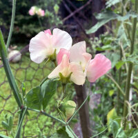 Pale Pink Sweet Pea ‘Mollie Rilstone’ (Lathyrus odoratus) seeds