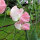 Pale Pink Sweet Pea ‘Mollie Rilstone’ (Lathyrus odoratus) seeds