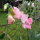 Pale Pink Sweet Pea ‘Mollie Rilstone’ (Lathyrus odoratus) seeds