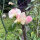 Pale Pink Sweet Pea ‘Mollie Rilstone’ (Lathyrus odoratus) seeds