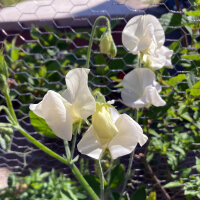 White Sweet Pea ‘Ice Cream’ (Lathyrus...