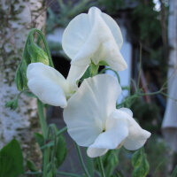 White Sweet Pea ‘Ice Cream’ (Lathyrus odoratus) seeds
