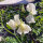 White Sweet Pea ‘Ice Cream’ (Lathyrus odoratus) seeds