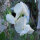 White Sweet Pea ‘Ice Cream’ (Lathyrus odoratus) seeds