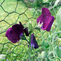 Burgundy Sweet Pea Beaujolais (Lathyrus odoratus) seeds