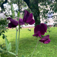 Burgundy Sweet Pea Beaujolais (Lathyrus odoratus) seeds