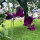 Burgundy Sweet Pea Beaujolais (Lathyrus odoratus) seeds