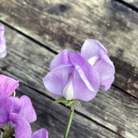 Lavender-blue Sweet Pea Lady Grisel Hamilton (Lathyrus odoratus) Seeds