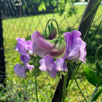 Lavender-blue Sweet Pea Lady Grisel Hamilton (Lathyrus odoratus) Seeds