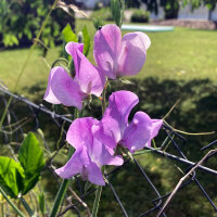 Lavender-blue Sweet Pea Lady Grisel Hamilton (Lathyrus odoratus) Seeds