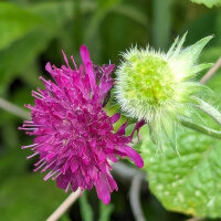 Pincushion Flower / Mourning Bride (Scabiosa...