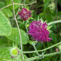Pincushion Flower / Mourning Bride (Scabiosa atropurpurea) seeds