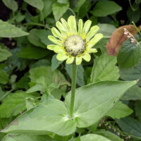 Green-flowered Zinnia Envy (Zinnia elegans) seeds