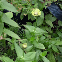 Green-flowered Zinnia Envy (Zinnia elegans) seeds