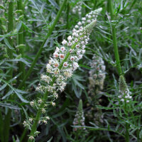White Upright Mignonette (Resada alba) seeds