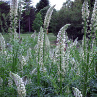 White Upright Mignonette (Resada alba) seeds