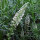 White Upright Mignonette (Resada alba) seeds