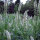 White Upright Mignonette (Resada alba) seeds