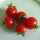 Italian Cherry Tomato Ciliegia (Solanum lycopersicum) organic seeds