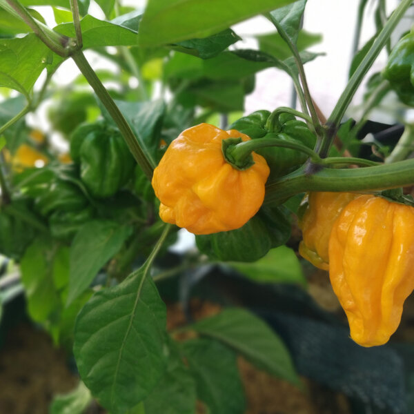 Chilli Pepper Trinidad Scorpion Yellow (Capsicum chinense) seeds