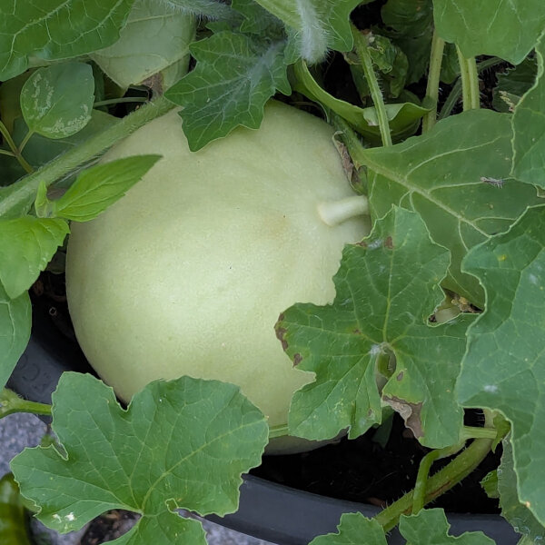 Honeydew Melon 'Oliwin' (Cucumis melo) seeds