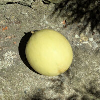 Honeydew Melon Oliwin  (Cucumis melo) seeds