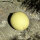 Honeydew Melon Oliwin  (Cucumis melo) seeds