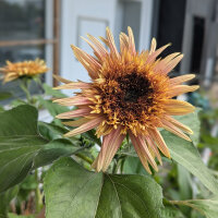 Dusty Pink Sunflower ‘Astra Rose’ (Helianthus...