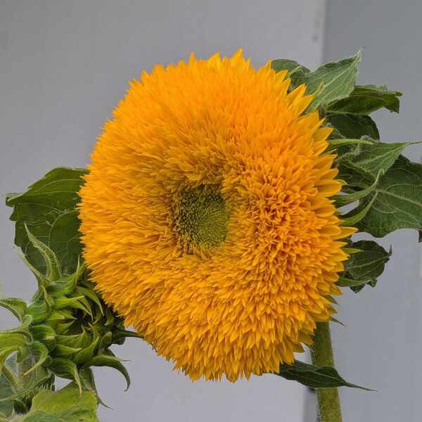Double-flowered Sunflower Tall Sungold  (Helianthus annuus) seeds