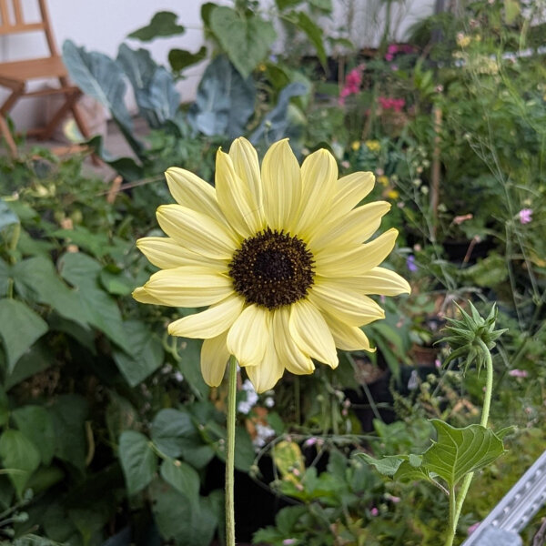 Pale yellow sunflower Vanilla Ice  (Helianthus debilis) seeds