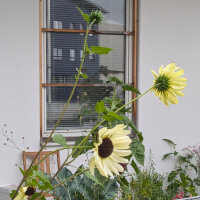 Pale yellow sunflower Vanilla Ice  (Helianthus debilis)...