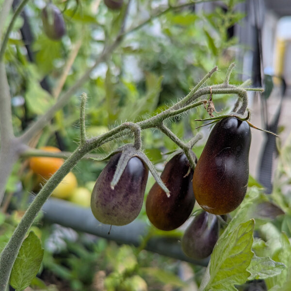 Yellow-purple Cocktail Tomato Indigo Pear Drops (Solanum lycopersicum) seeds