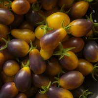 Yellow-purple Cocktail Tomato Indigo Pear Drops (Solanum...