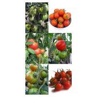 Old Tomato Varieties - seed kit